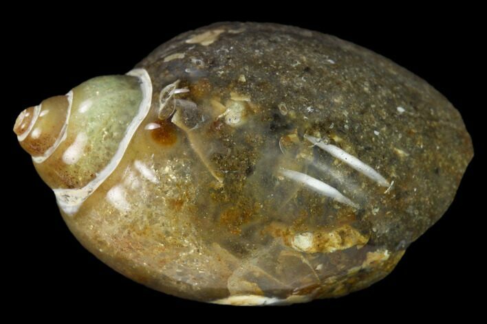 Polished, Chalcedony Replaced Gastropod Fossil - India #133525